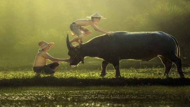 Mơ thấy con trâu số mấy?