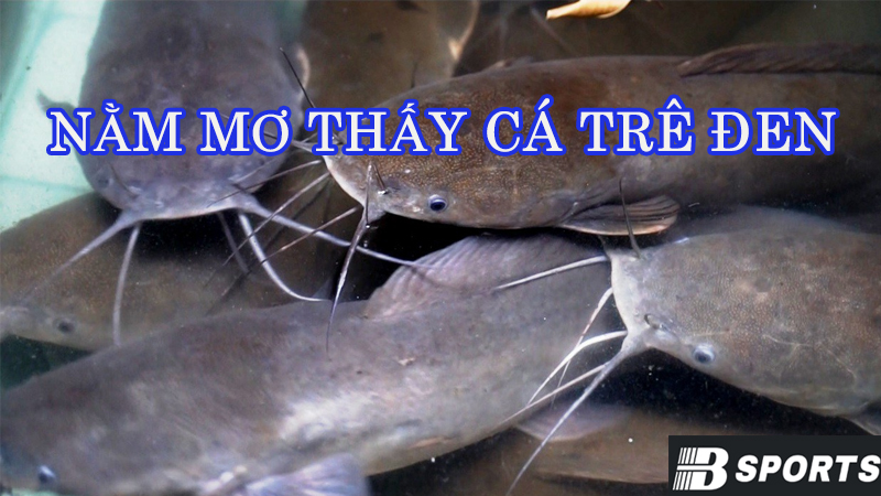 Nằm mơ thấy cá trê đen tự dưng ở trong chum nhà mình Nằm mơ thấy cá trê đen tự dưng ở trong chum nhà mình