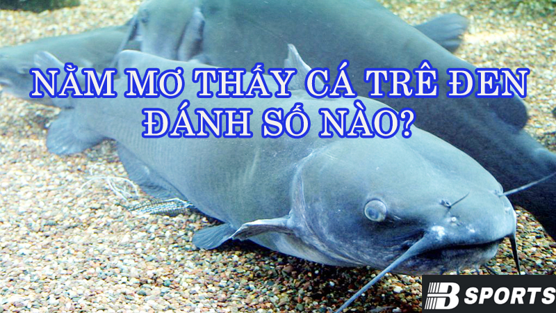 Nằm mơ thấy cá trê đen nên đánh số nào cho chuẩn xác? Nằm mơ thấy cá trê đen nên đánh số nào cho chuẩn xác?